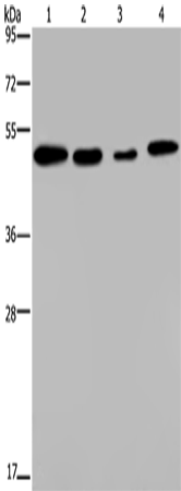 PHKG2