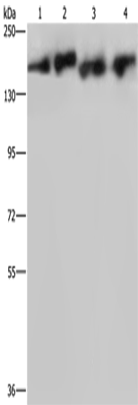 PLCB3