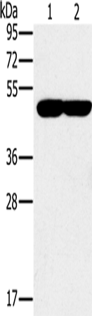 PPOX