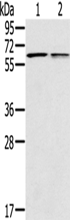 PTGER2