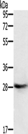 RAB8B