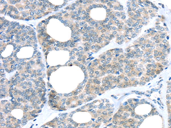 Rabbit Polyclonal Antibody to RAB24