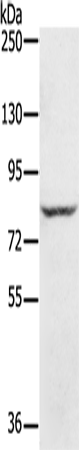 RNF43