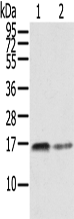 RRAS