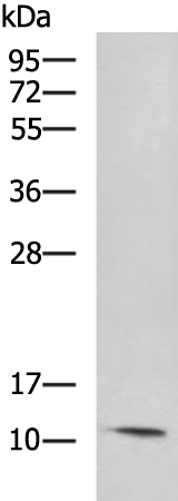 S100A13