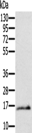 Ly6a