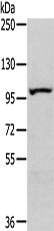 SENP6