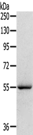 SERINC4