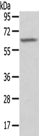 SGPL1