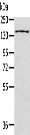 SLIT2