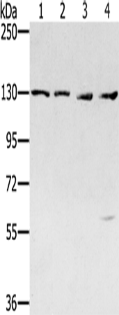 SMC6