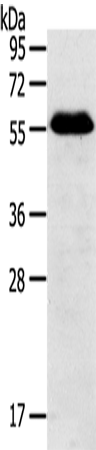 BAG4
