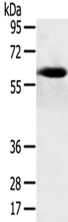 SPATA18