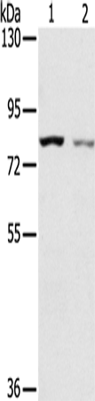 SPATA5L1