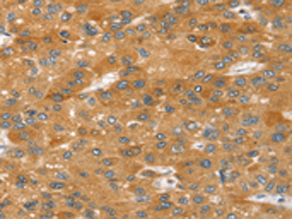SRGAP2