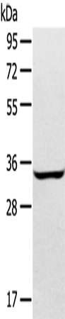 STX2