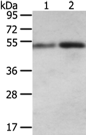 SNTA1