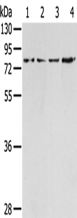 TAF15