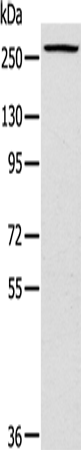 TLN1