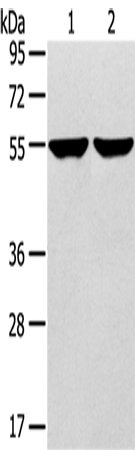 TRIM62