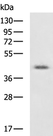VMP1