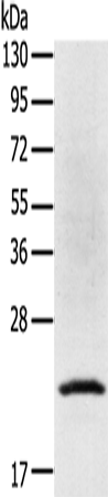TP53I11