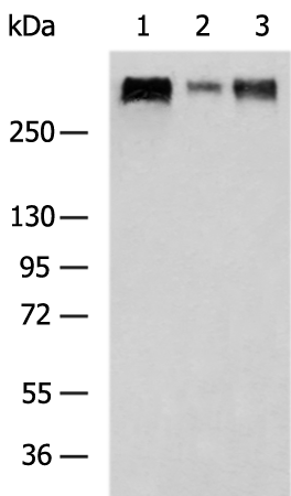 CSPG4