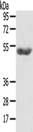 GPAT4