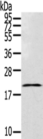 TEX37