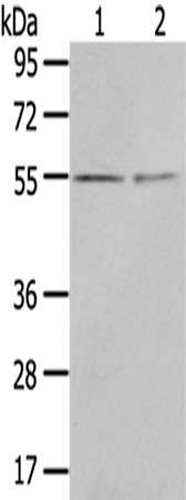 CHRDL1