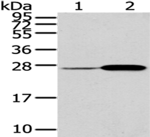 CD79A