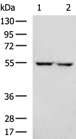 SLC7A11