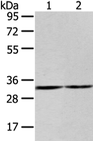 ZNF146