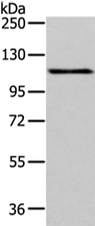 AP2A1
