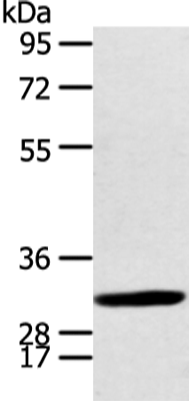 CALB2