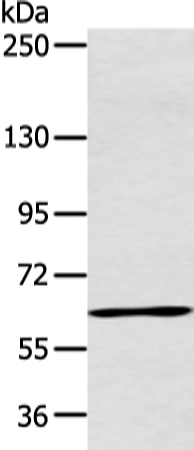 ATG16L1