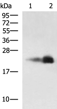 CLDN6