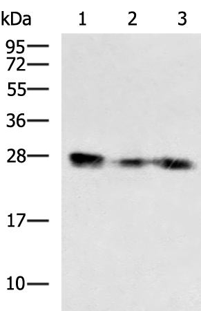CLDN18