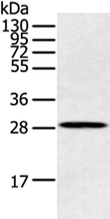 CLDN25