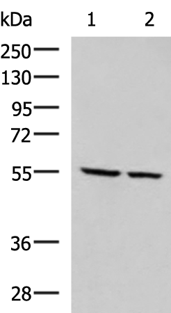 ECM1