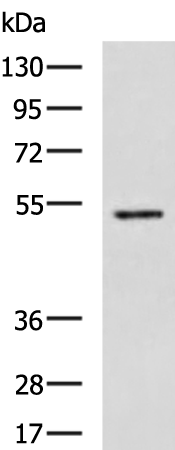 HTR2A