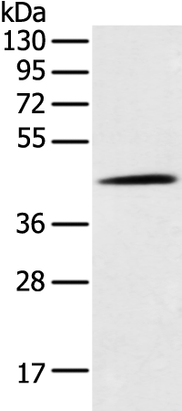 CD209