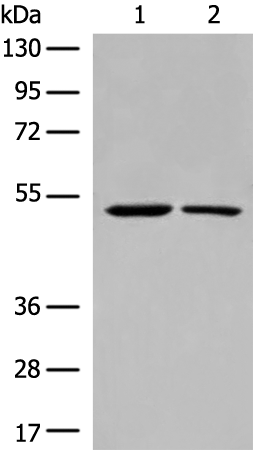 CHRNA9