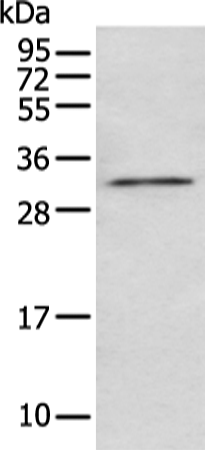 NUDT5