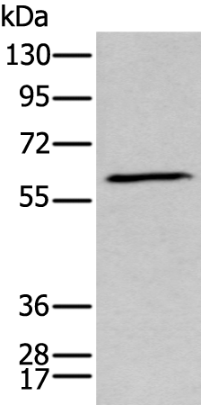 GPC5