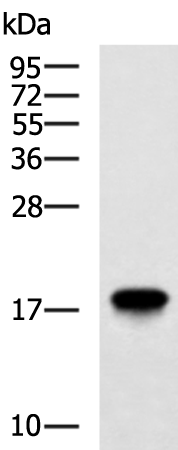 PRH2