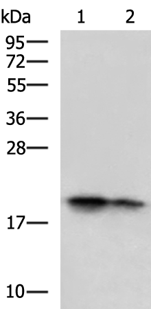 SST