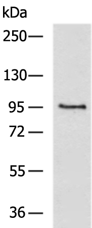 KCNQ3