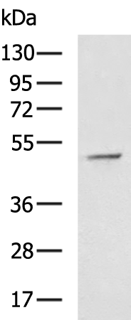 CD274