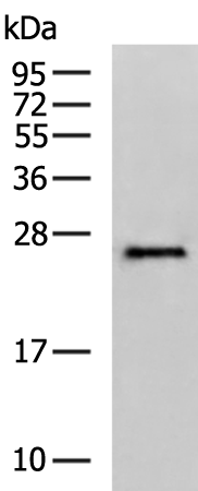 EMC7